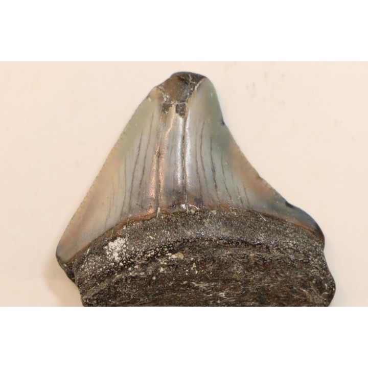 CARCHARODON MEGALODON - Miocene - Faluns de Touraine, FRANCE