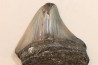 CARCHARODON MEGALODON - Miocène - Touraine, FRANCE