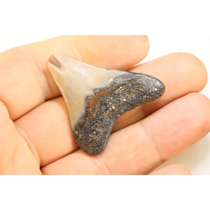 CARCHARODON MEGALODON - Miocene - Faluns de Touraine, FRANCE