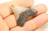 CARCHARODON MEGALODON - Miocene - Faluns de Touraine, FRANCE