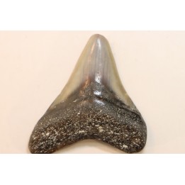 CARCHARODON MEGALODON - Miocène - Touraine, FRANCE