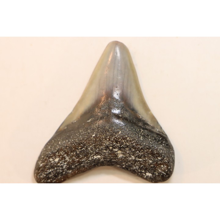 CARCHARODON MEGALODON - Miocene - Faluns de Touraine, FRANCE