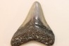 CARCHARODON MEGALODON - Miocène - Touraine, FRANCE