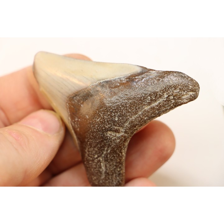 CARCHARODON MEGALODON - Miocène - Touraine, FRANCE