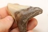 CARCHARODON MEGALODON - Miocene - Faluns de Touraine, FRANCE