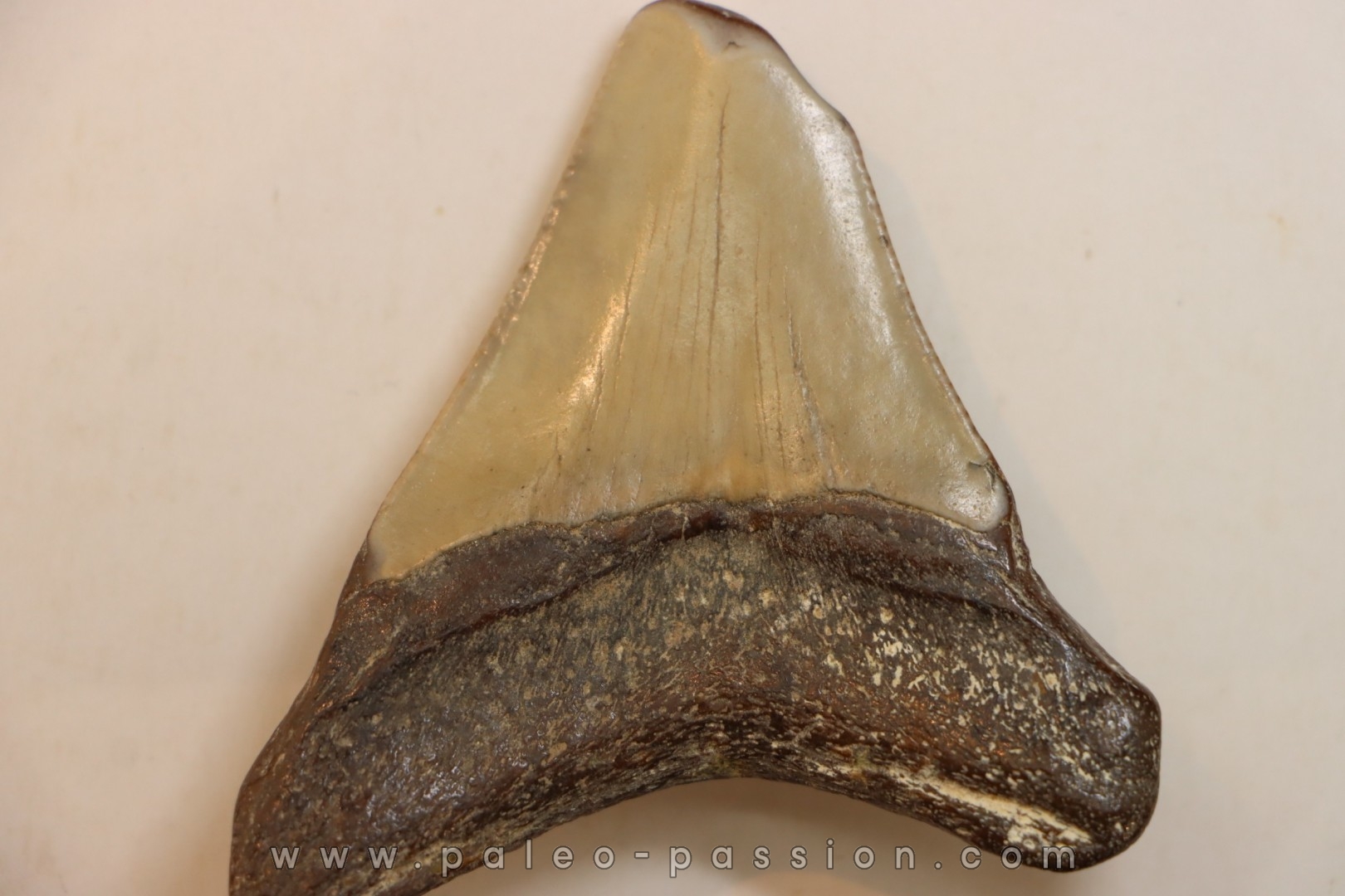 CARCHARODON MEGALODON - Miocène - Touraine, FRANCE