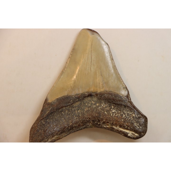 CARCHARODON MEGALODON - Miocène - Touraine, FRANCE