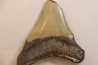 CARCHARODON MEGALODON - Miocène - Touraine, FRANCE