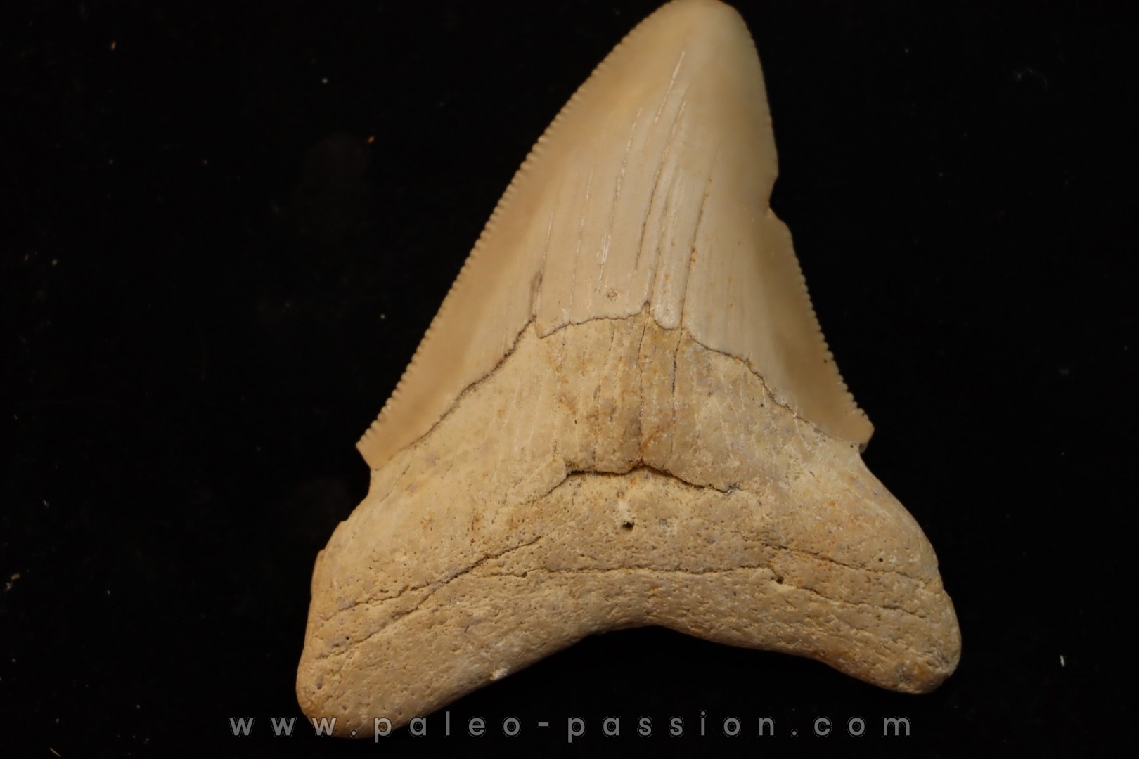 CARCHARODON MEGALODON - Miocène - Touraine, FRANCE