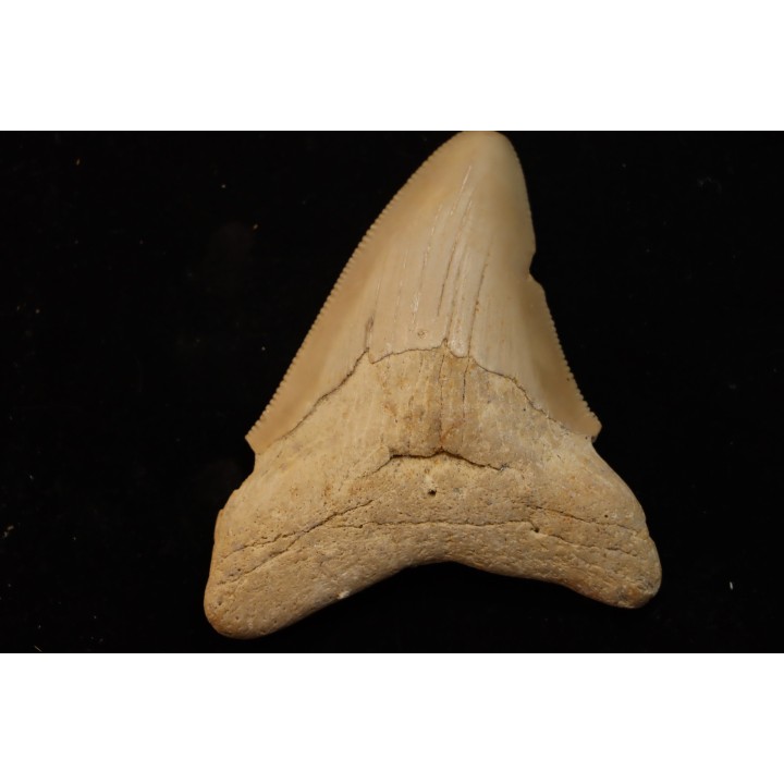 CARCHARODON MEGALODON - Miocene - Faluns de Touraine, FRANCE