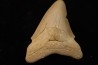 CARCHARODON MEGALODON - Miocène - Touraine, FRANCE