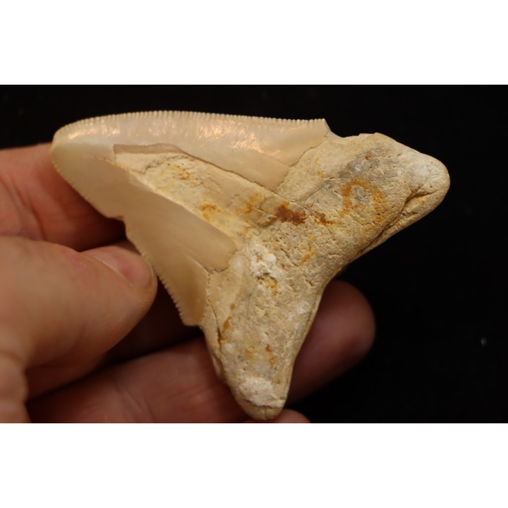 CARCHARODON MEGALODON - Miocene - Faluns de Touraine, FRANCE