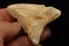 CARCHARODON MEGALODON - Miocene - Faluns de Touraine, FRANCE
