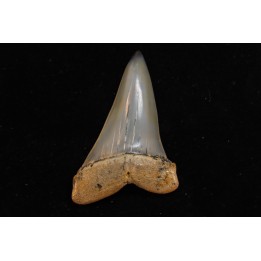 shark tooth: CARCHARODON HASTALIS   Miocene   Bakersfield, California - USA