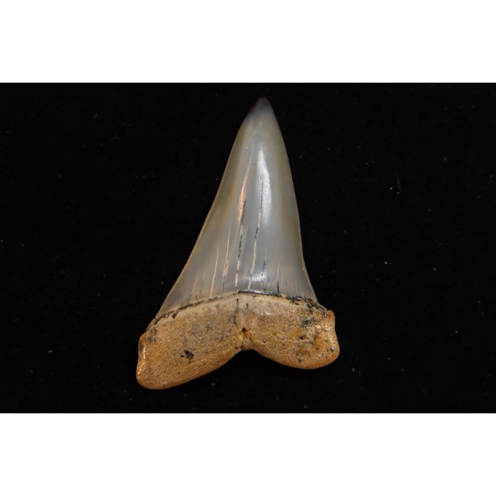 shark tooth: CARCHARODON HASTALIS   Miocene   Bakersfield, California - USA