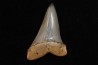 dent de requin: CARCHARODON HASTALIS - Miocène - Bakersfield, Californie - USA