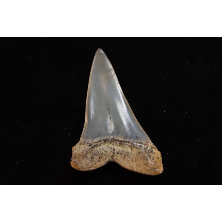 shark tooth: CARCHARODON HASTALIS   Miocene   Bakersfield, California - USA