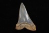 dent de requin: CARCHARODON HASTALIS - Miocène - Bakersfield, Californie - USA