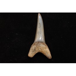 dent de requin: CARCHARODON HASTALIS - Miocène - Bakersfield, Californie - USA