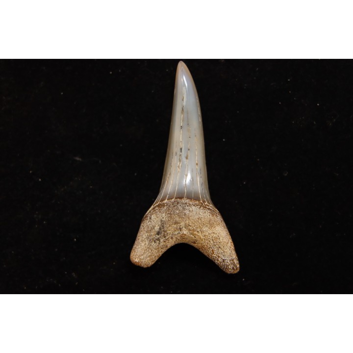 shark tooth: CARCHARODON HASTALIS   Miocene   Bakersfield, California - USA
