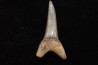 shark tooth: CARCHARODON HASTALIS   Miocene   Bakersfield, California - USA