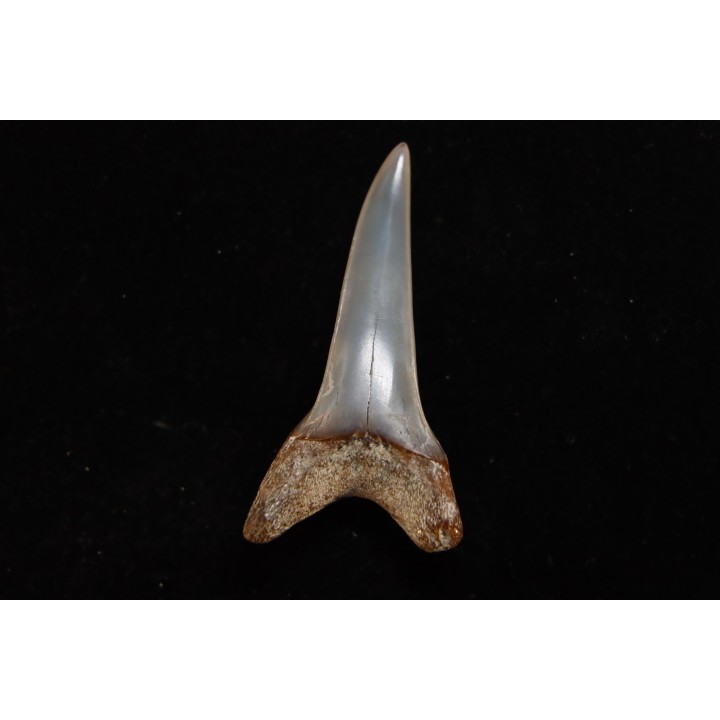 shark tooth: CARCHARODON HASTALIS   Miocene   Bakersfield, California - USA