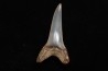 dent de requin: CARCHARODON HASTALIS - Miocène - Bakersfield, Californie - USA