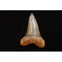 dent de requin: CARCHARODON HASTALIS - Miocène - Bakersfield, Californie - USA