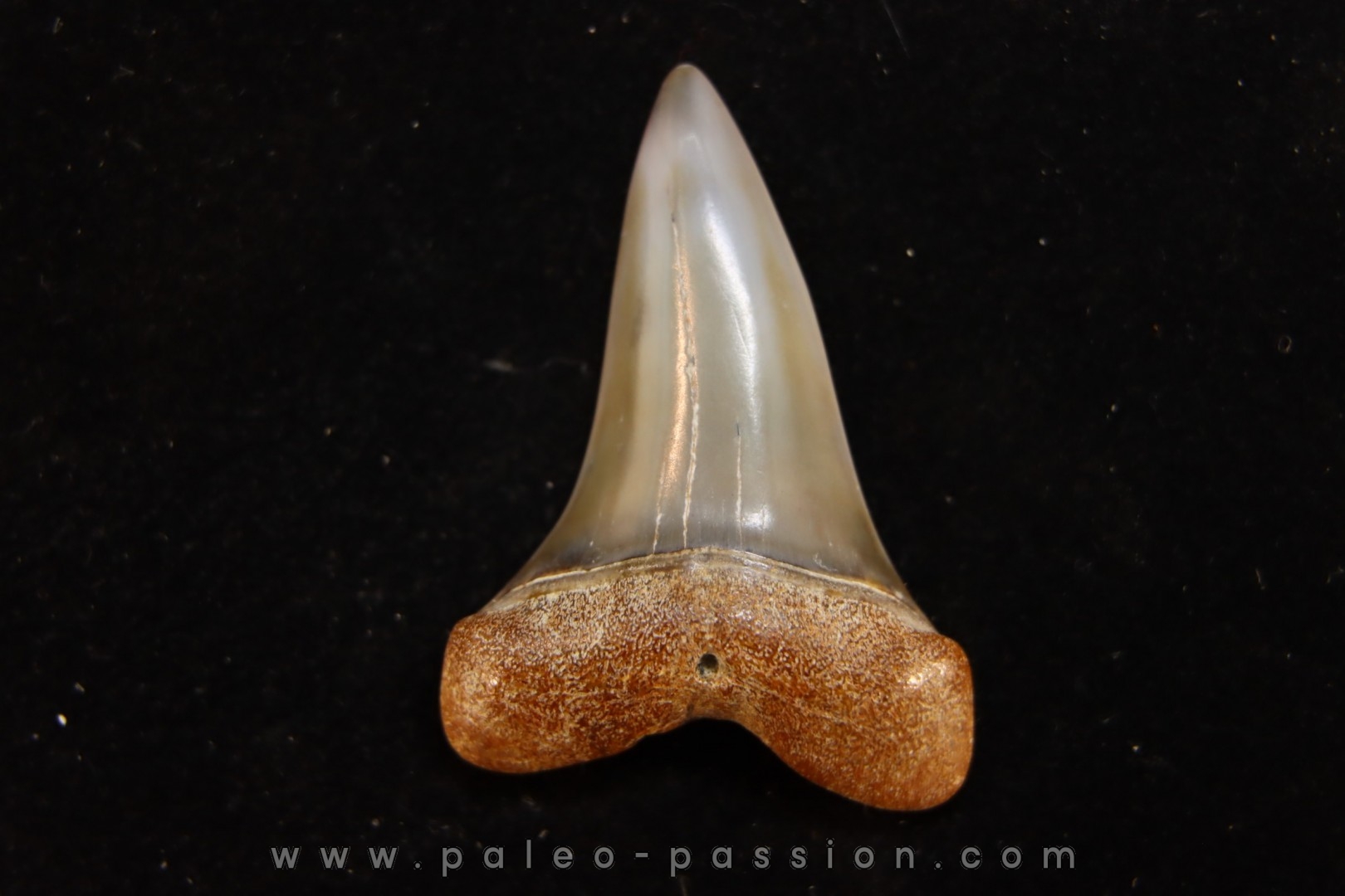 dent de requin: CARCHARODON HASTALIS - Miocène - Bakersfield, Californie - USA