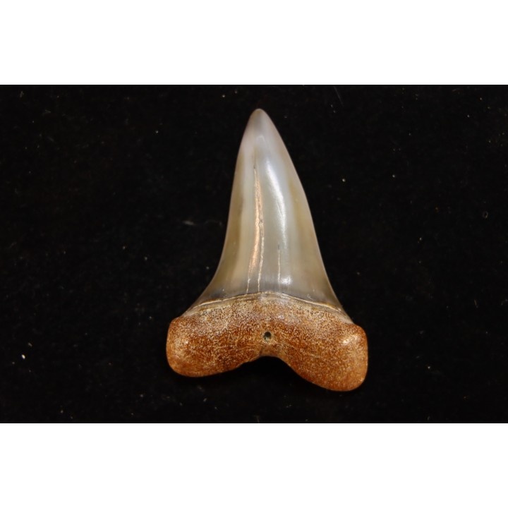 dent de requin: CARCHARODON HASTALIS - Miocène - Bakersfield, Californie - USA
