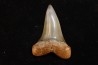 shark tooth: CARCHARODON HASTALIS   Miocene   Bakersfield, California - USA