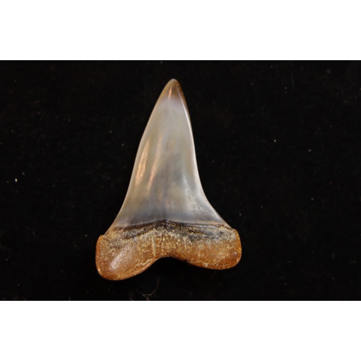 dent de requin: CARCHARODON HASTALIS - Miocène - Bakersfield, Californie - USA