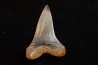 dent de requin: CARCHARODON HASTALIS - Miocène - Bakersfield, Californie - USA