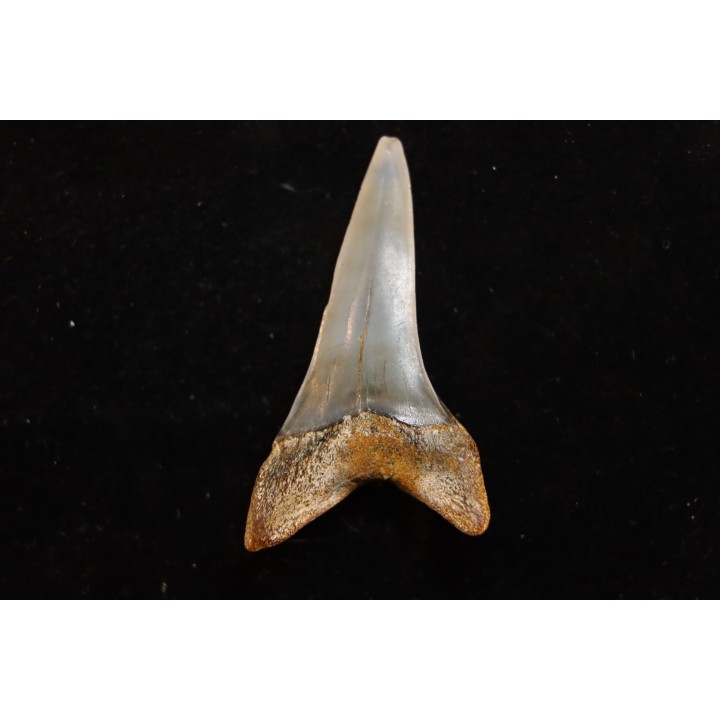 dent de requin: CARCHARODON HASTALIS - Miocène - Bakersfield, Californie - USA