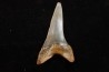 dent de requin: CARCHARODON HASTALIS - Miocène - Bakersfield, Californie - USA