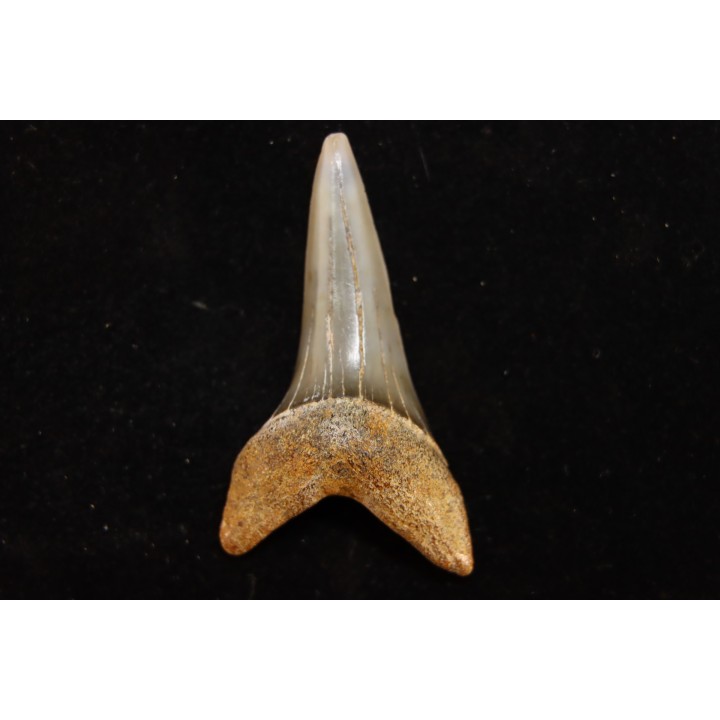 dent de requin: CARCHARODON HASTALIS - Miocène - Bakersfield, Californie - USA