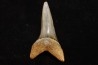 shark tooth: CARCHARODON HASTALIS   Miocene   Bakersfield, California - USA