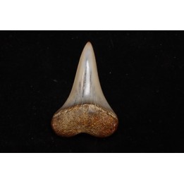 dent de requin: CARCHARODON HASTALIS - Miocène - Bakersfield, Californie - USA
