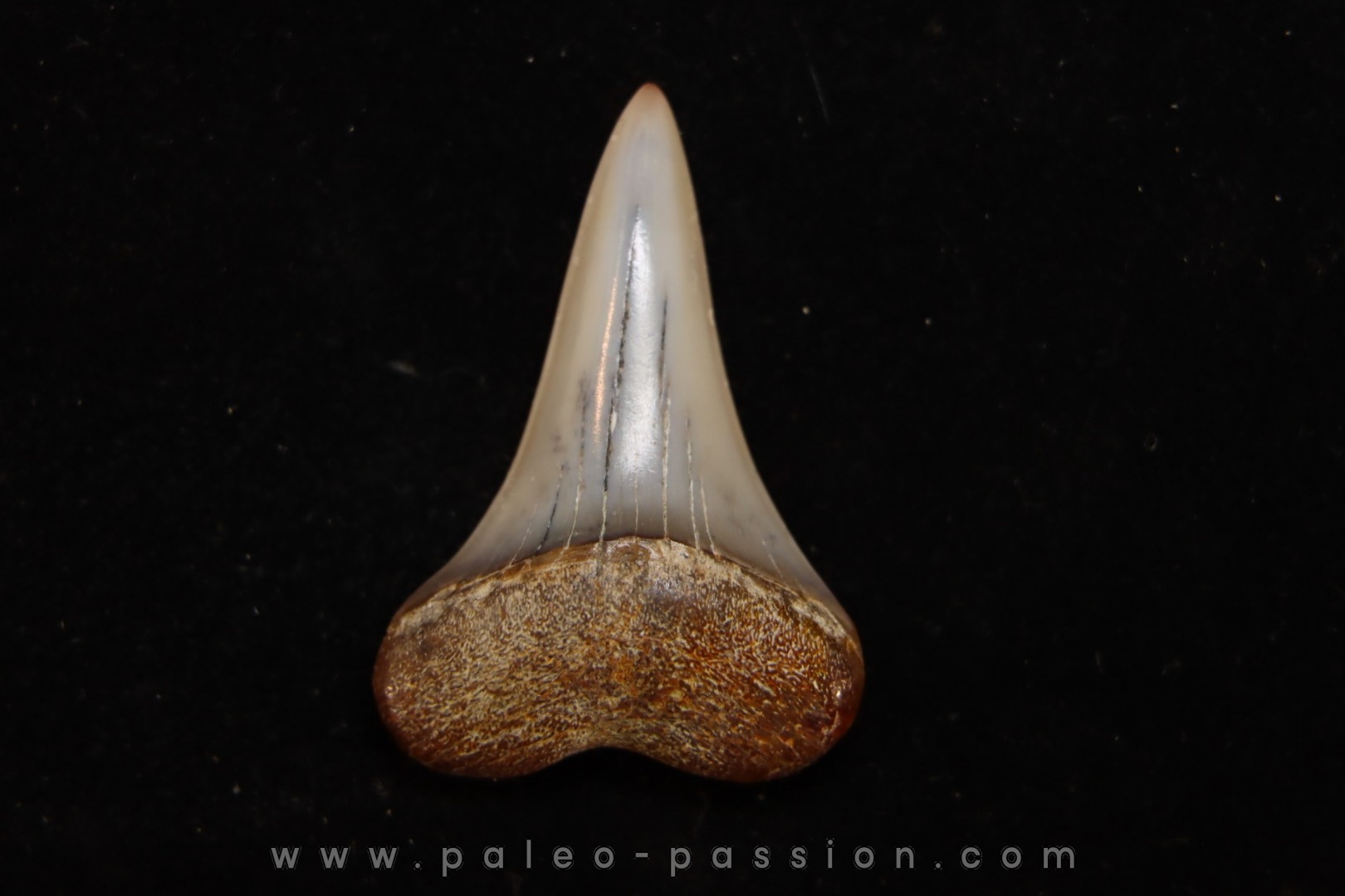 dent de requin: CARCHARODON HASTALIS - Miocène - Bakersfield, Californie - USA