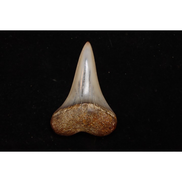 shark tooth: CARCHARODON HASTALIS   Miocene   Bakersfield, California - USA