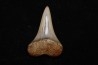 shark tooth: CARCHARODON HASTALIS   Miocene   Bakersfield, California - USA