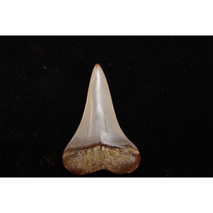 shark tooth: CARCHARODON HASTALIS   Miocene   Bakersfield, California - USA
