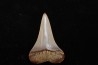 shark tooth: CARCHARODON HASTALIS   Miocene   Bakersfield, California - USA