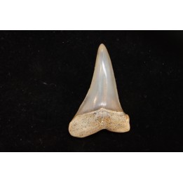 shark tooth: CARCHARODON HASTALIS   Miocene   Bakersfield, California - USA