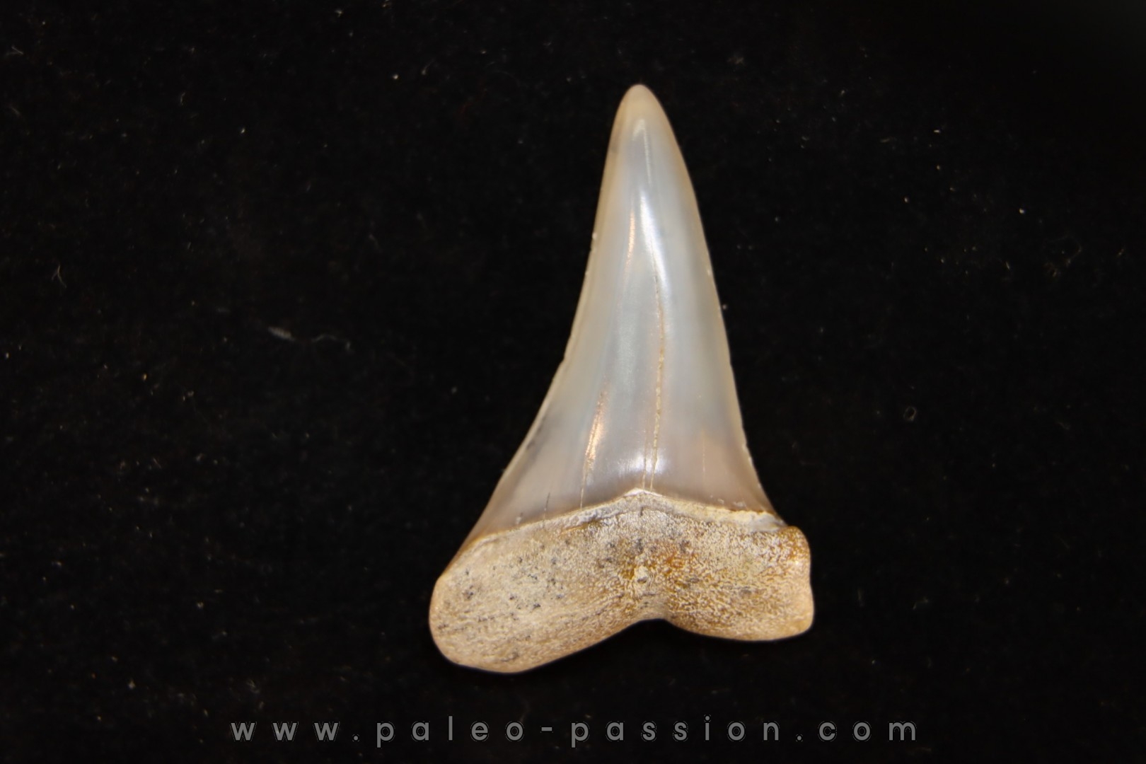 dent de requin: CARCHARODON HASTALIS - Miocène - Bakersfield, Californie - USA