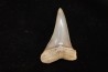 dent de requin: CARCHARODON HASTALIS - Miocène - Bakersfield, Californie - USA