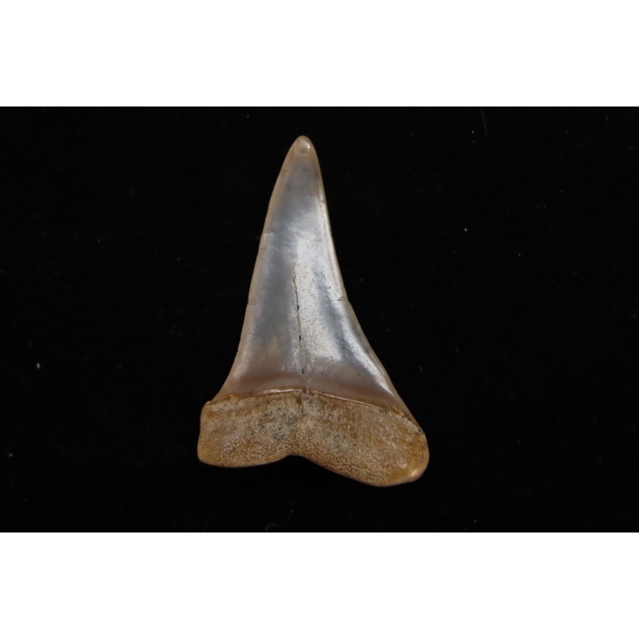 dent de requin: CARCHARODON HASTALIS - Miocène - Bakersfield, Californie - USA