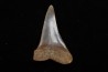 shark tooth: CARCHARODON HASTALIS Miocene Bakersfield, California - USA