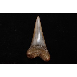 dent de requin: CARCHARODON HASTALIS - Miocène - Bakersfield, Californie - USA