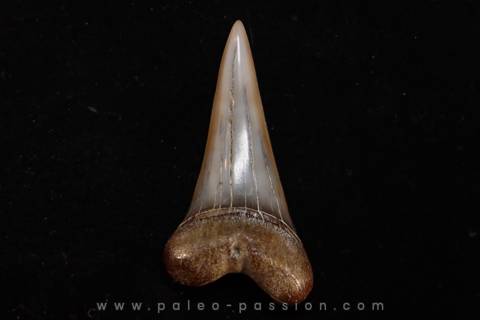 dent de requin: CARCHARODON HASTALIS - Miocène - Bakersfield, Californie - USA